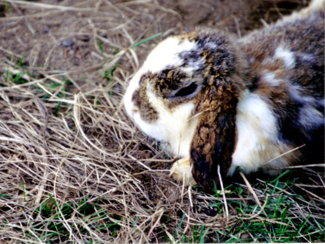 動物の写真１５　ウサギの写真