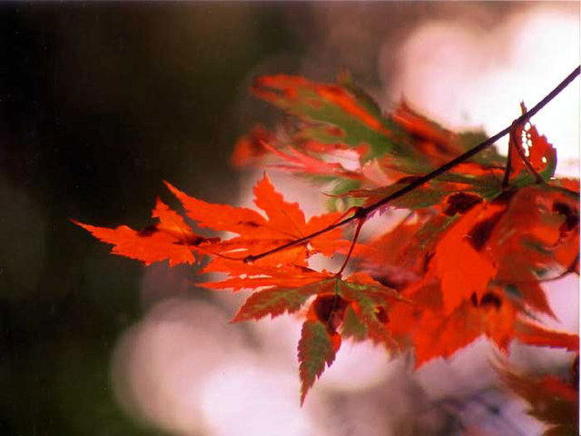 秋の写真２