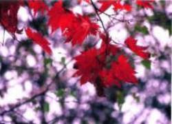 秋・紅葉の写真3