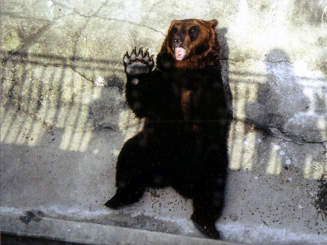 熊の写真