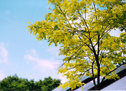夏の写真３６　黄葉とスカイブルーの空