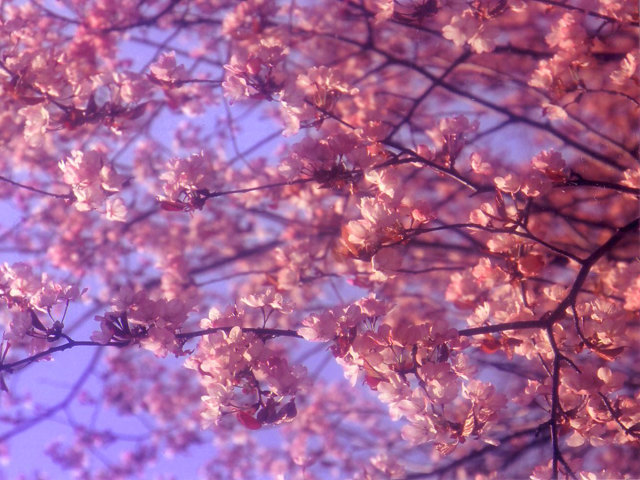 桜の写真２拡大