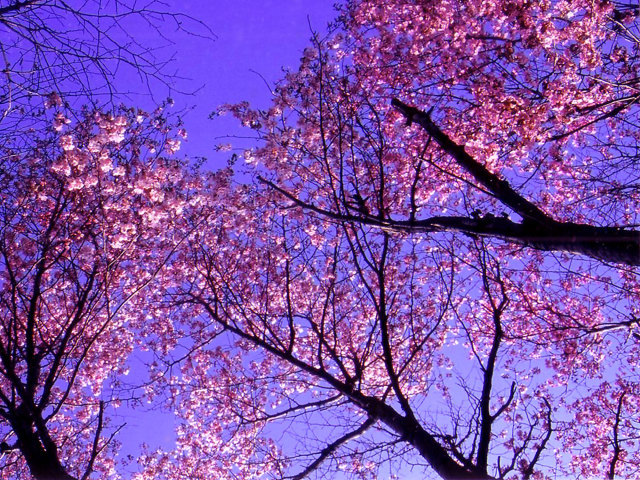桜の写真３拡大