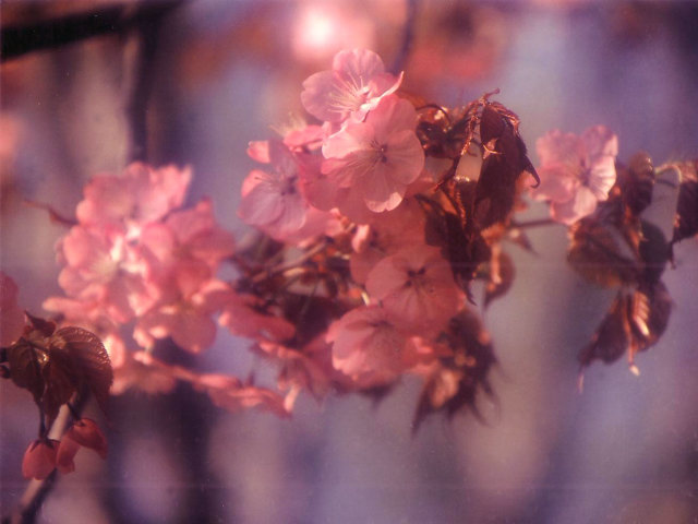 桜の写真４拡大